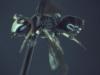 Hylaeus dilatatus